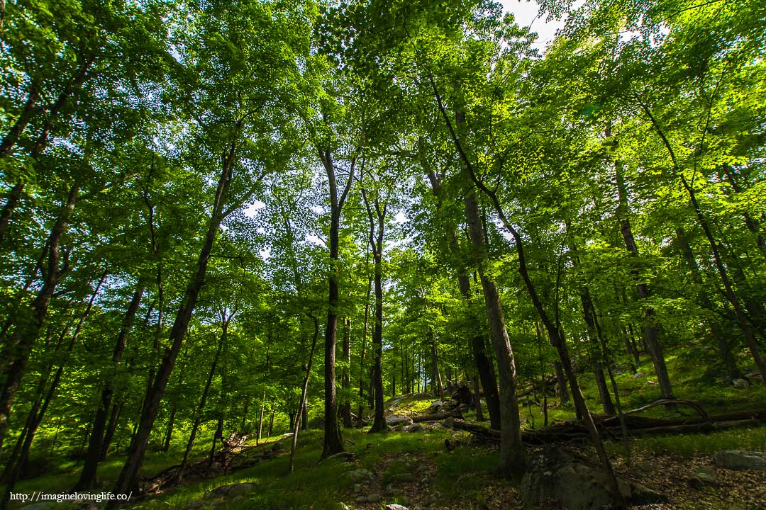 yellow trail forest